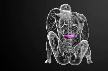 gallblader ve pancrease 3D render tıbbi çizimi