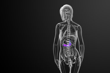 gallblader ve pancrease 3D render tıbbi çizimi