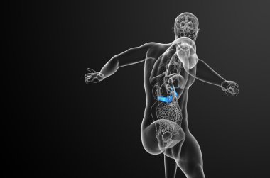 gallblader ve pancrease 3D render tıbbi çizimi