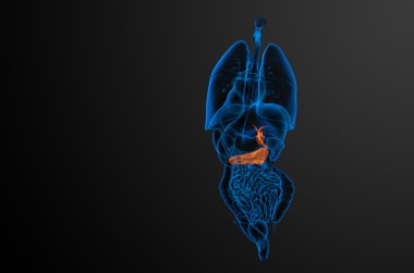 gallblader ve pancrease 3D render tıbbi çizimi