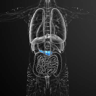 gallblader ve pancrease 3D render tıbbi çizimi