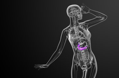 gallblader ve pancrease 3D render tıbbi çizimi