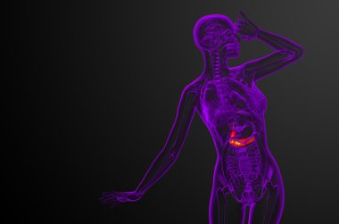 gallblader ve pancrease 3D render tıbbi çizimi