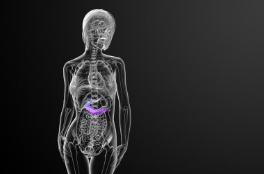 gallblader ve pancrease 3D render tıbbi çizimi