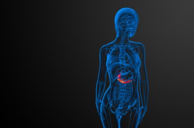gallblader ve pancrease 3D render tıbbi çizimi