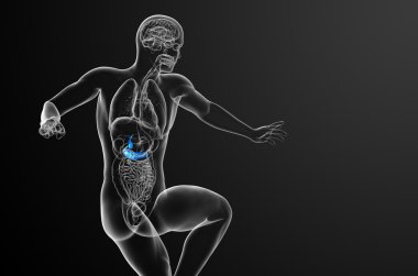 gallblader ve pancrease 3D render tıbbi çizimi