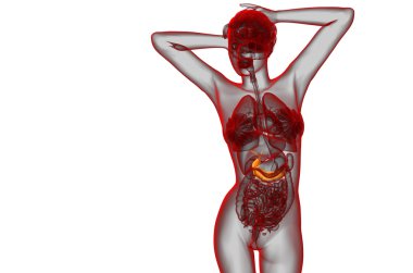 gallblader ve pancrease 3D render tıbbi çizimi