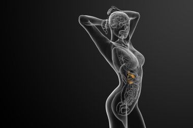 gallblader ve pancrease 3D render tıbbi çizimi