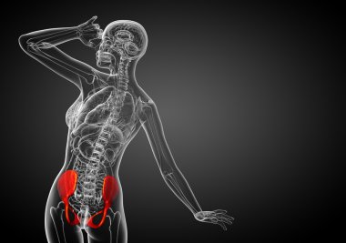 Leğen kemiğin tıbbi illüstrasyon 