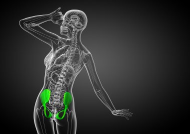 Leğen kemiğin tıbbi illüstrasyon 