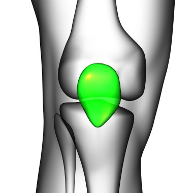 3d render medical illustration of the patella bone clipart