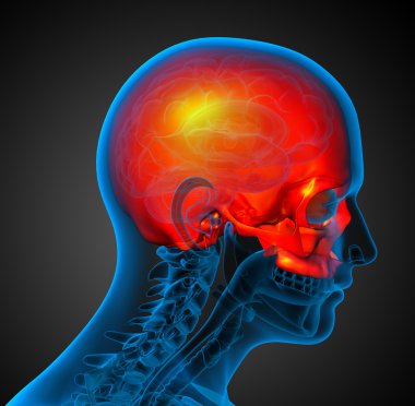 3D render Medikal illüstrasyon üst kafatası 