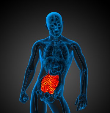 erkek ince bağırsak 3D render çizimi