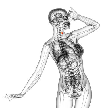 tiroid bezinin 3D render Medikal illüstrasyon