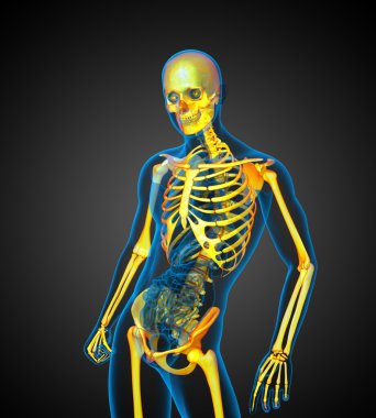 tıbbi illüstrasyon insan iskeleti