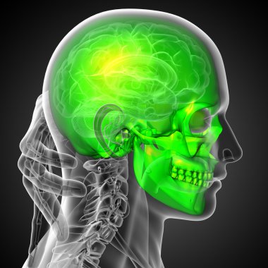 3D render Medikal illüstrasyon kafatası 