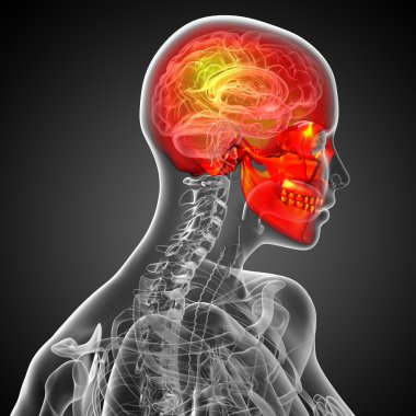 3D render Medikal illüstrasyon kafatası 