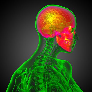 3D render Medikal illüstrasyon kafatası 