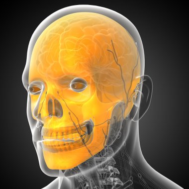 3D render Medikal illüstrasyon kafatası 