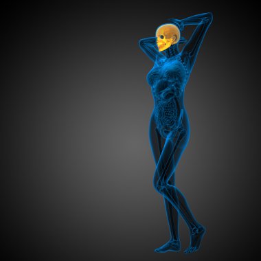 3D render Medikal illüstrasyon kafatası 