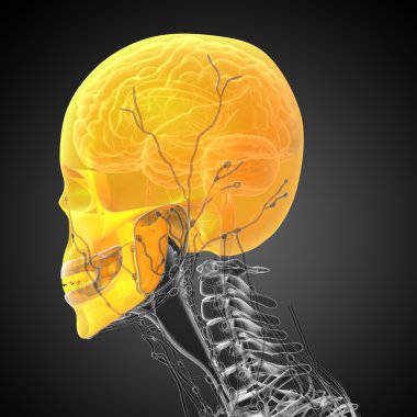 3D render Medikal illüstrasyon kafatası 
