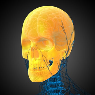 3D render Medikal illüstrasyon kafatası 