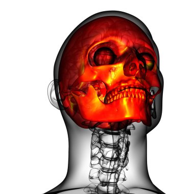 3D render Medikal illüstrasyon kafatası 