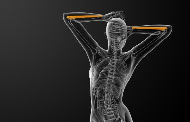 dirsek kemiği kemik 3D render tıbbi çizimi