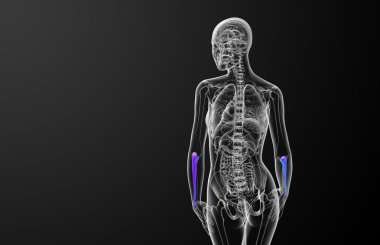 dirsek kemiği kemik 3D render tıbbi çizimi