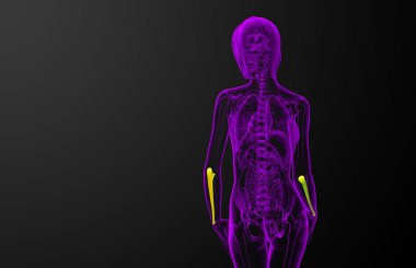 dirsek kemiği kemik 3D render tıbbi çizimi