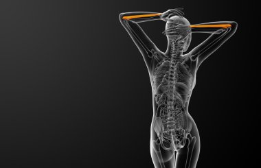 dirsek kemiği kemik 3D render tıbbi çizimi