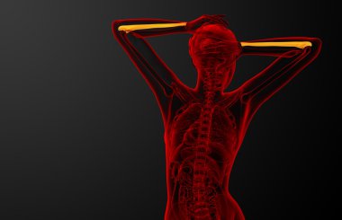 dirsek kemiği kemik 3D render tıbbi çizimi