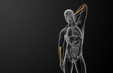 dirsek kemiği kemik 3D render tıbbi çizimi