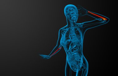 dirsek kemiği kemik 3D render tıbbi çizimi