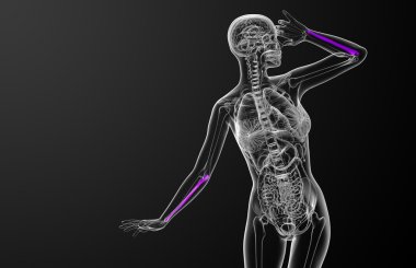 dirsek kemiği kemik 3D render tıbbi çizimi