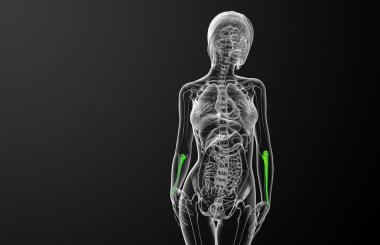 dirsek kemiği kemik 3D render tıbbi çizimi