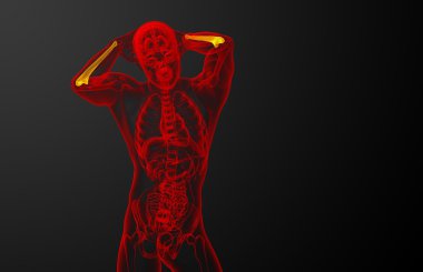 dirsek kemiği kemik 3D render tıbbi çizimi