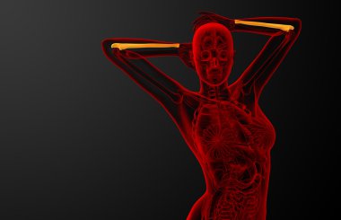 dirsek kemiği kemik 3D render tıbbi çizimi