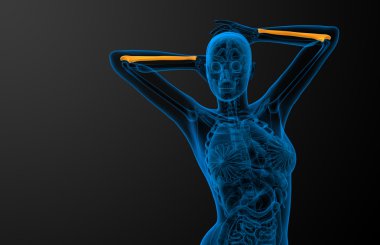 dirsek kemiği kemik 3D render tıbbi çizimi