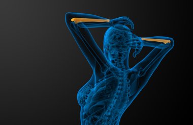 dirsek kemiği kemik 3D render tıbbi çizimi