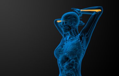 dirsek kemiği kemik 3D render tıbbi çizimi