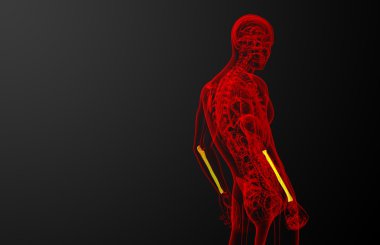 dirsek kemiği kemik 3D render tıbbi çizimi