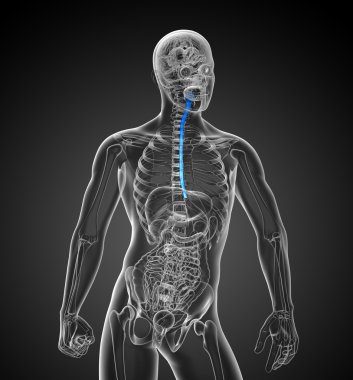 özofagus 3D render çizimi