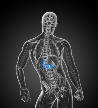 3D render Medikal illüstrasyon mide 