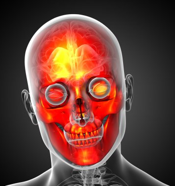 3D render Medikal illüstrasyon insan kafatası 