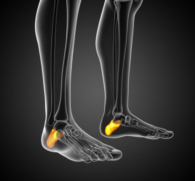 calcaneus kemik 3D render çizimi