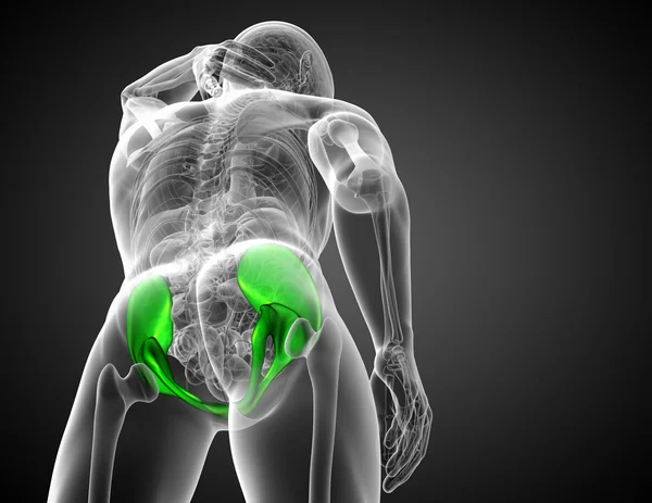 골반 뼈의 3 차원 의료 일러스트 — 스톡 사진
