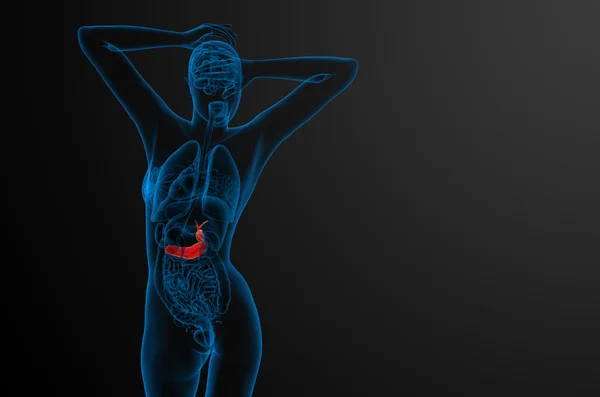 Illustration médicale en 3D de la vésicule biliaire et de la pancréase — Photo