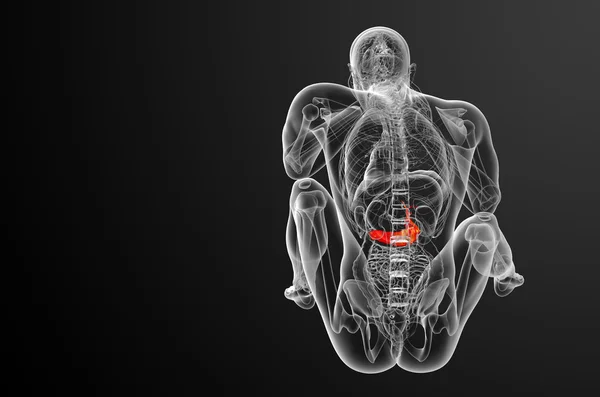 作用と pancrease の 3 d レンダリングの医療イラスト — ストック写真