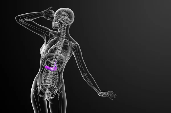 Illustration médicale en 3D de la vésicule biliaire et de la pancréase — Photo